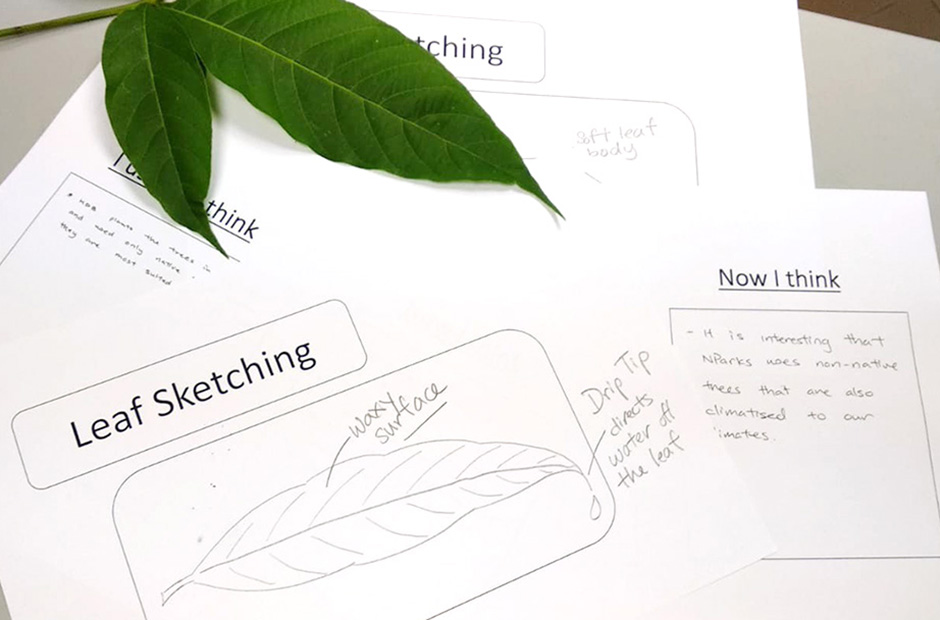 Student sketches of rainforest leaves.