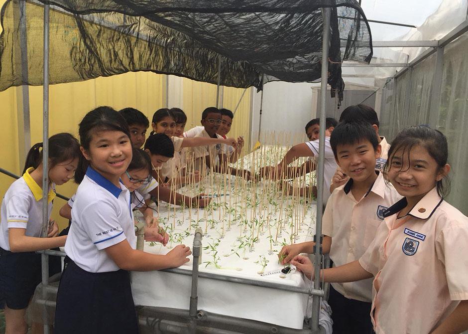 Students trying their hand at growing plants using hydroponic methods. (Photo: Loyang Primary School)