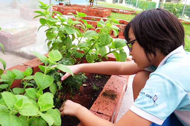 Jing Xuan removing the weeds to ensure the plants get sufficient nutrients. Photo credit: Eunos Primary School