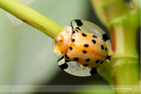 tortoise beetle